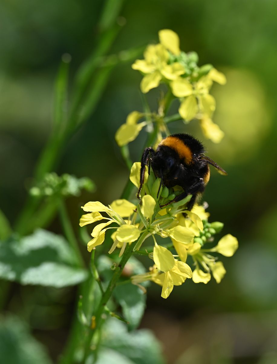 Hummel2