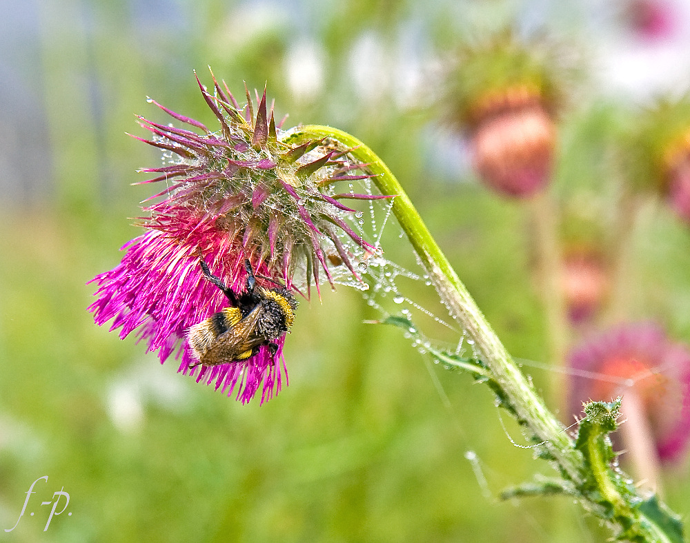 Hummel2