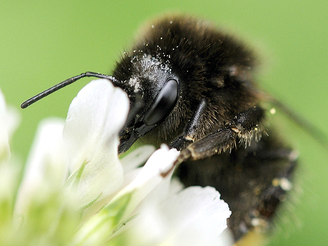 hummel63