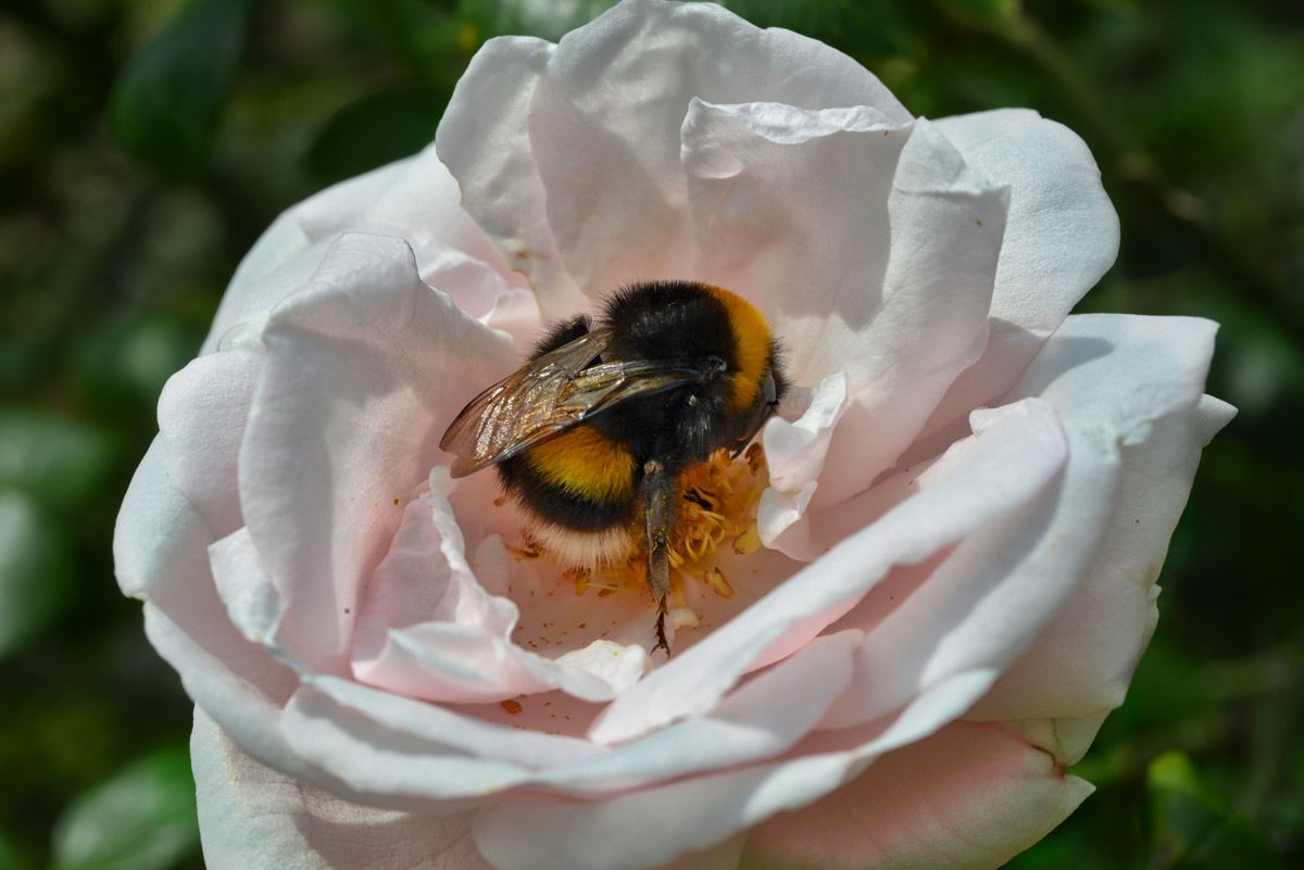 hummel_rose_1200.jpg