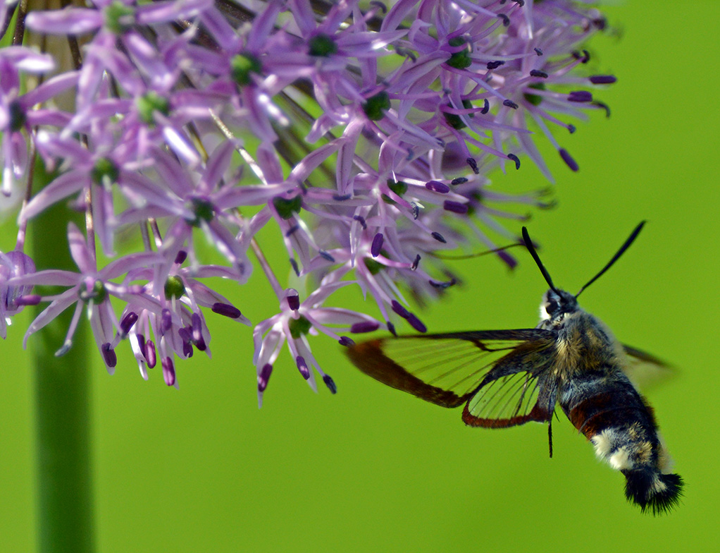 Hummelschwärmer (Hemaris fuciformis)