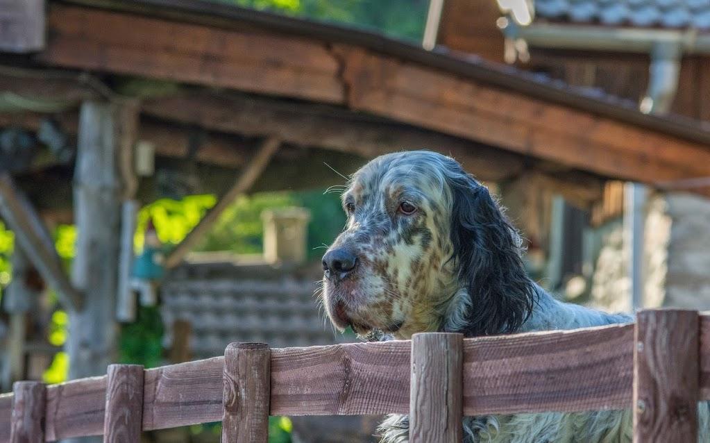 Hund 2
