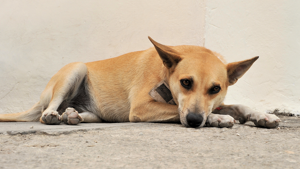 Hund 3020