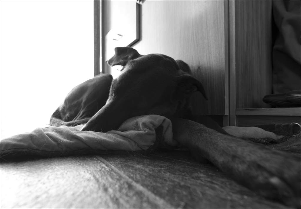 hund im hausflur