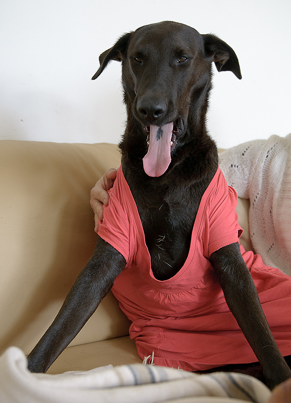 Hund im Kleidchen 2