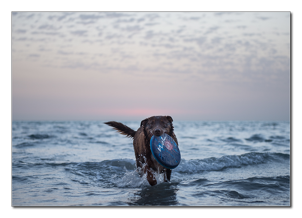 hund in denmark2