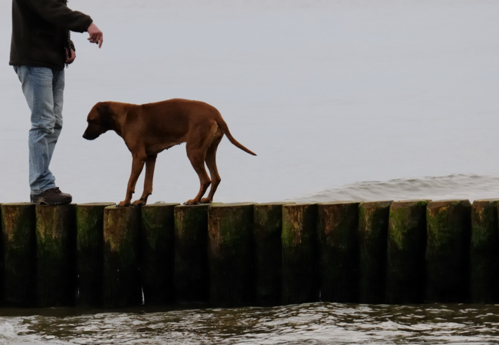 hund JKK 7657
