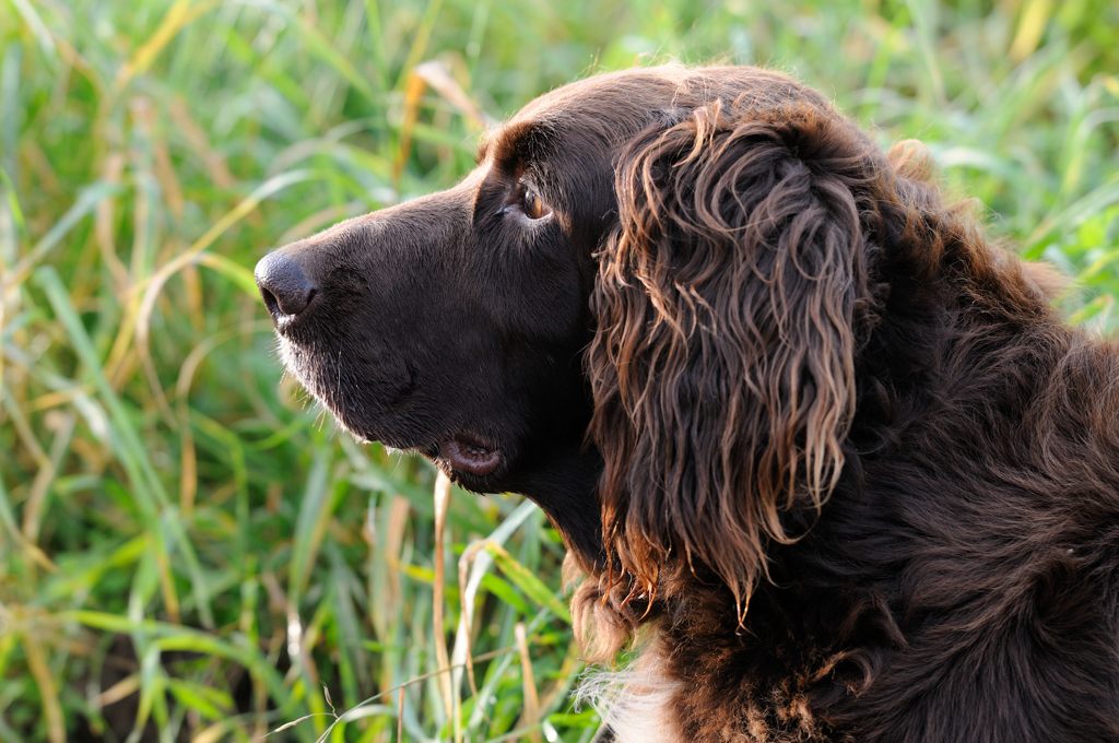 Hund Profil