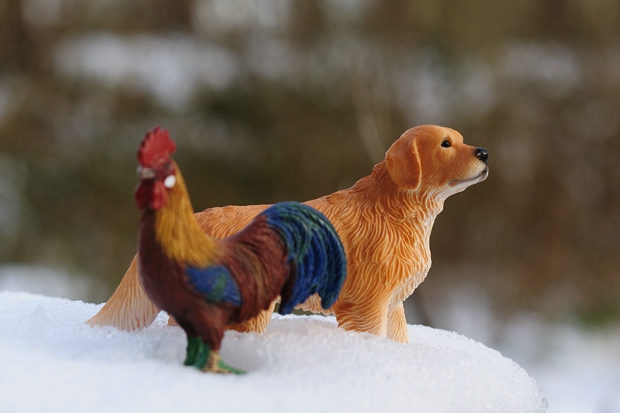 Hund und Hahn