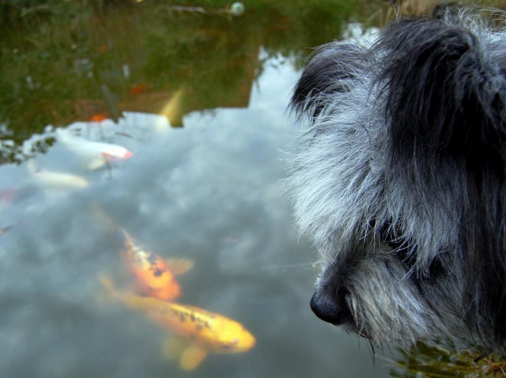 Hund und Koi`s
