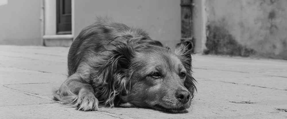 Hund - Venedig
