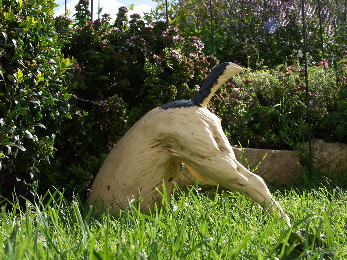 Hund weg