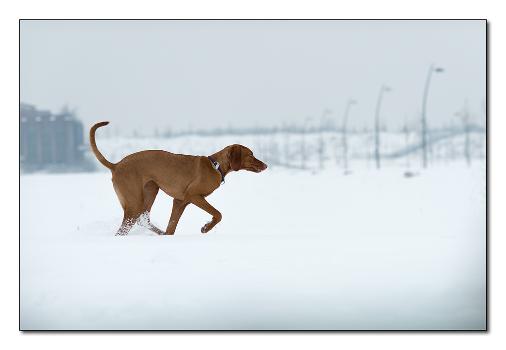hund