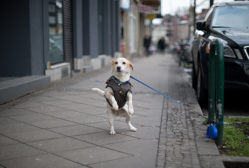 hund