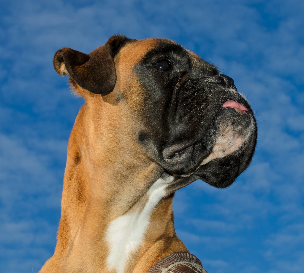 Hund