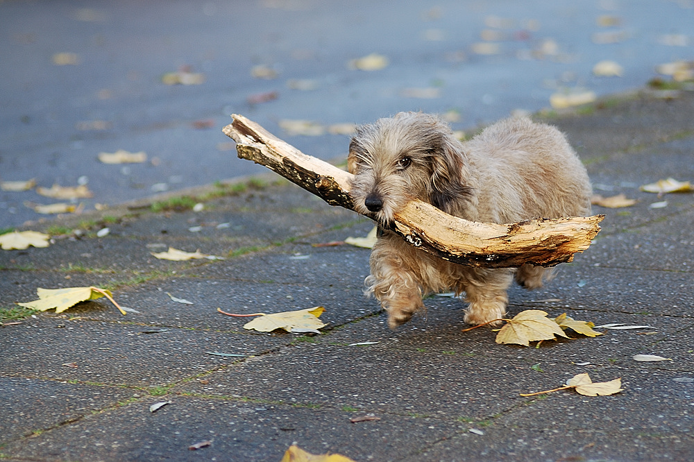 hund1000