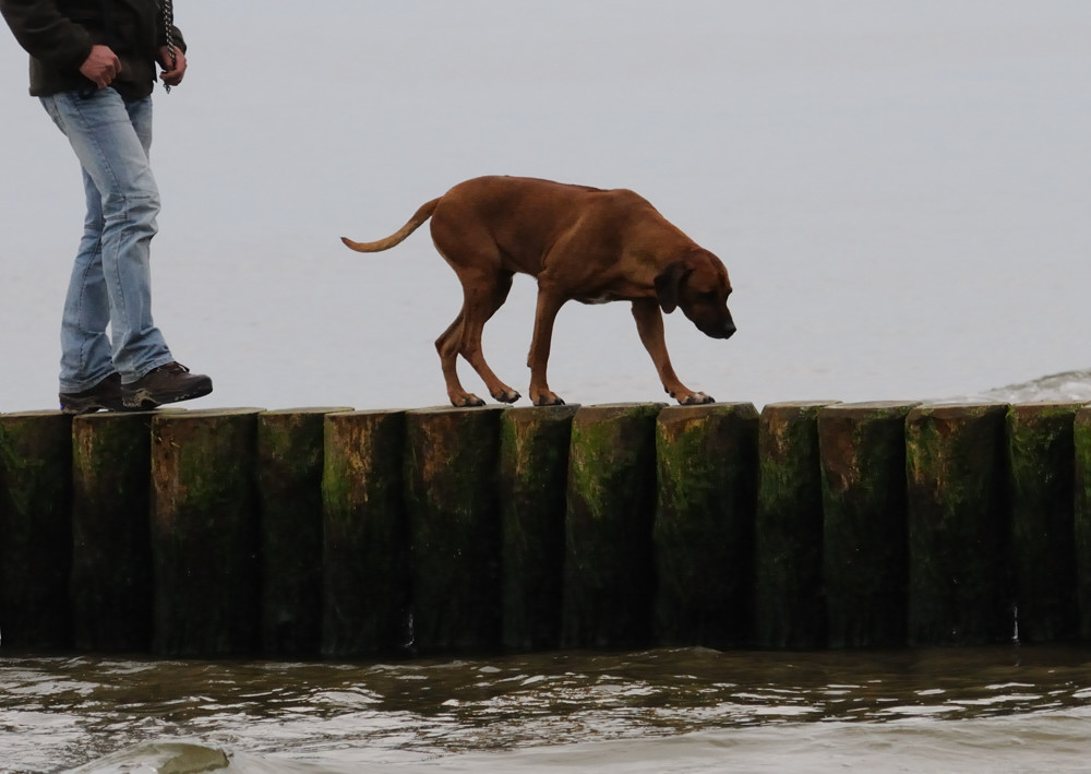 hund2 JKK 7659