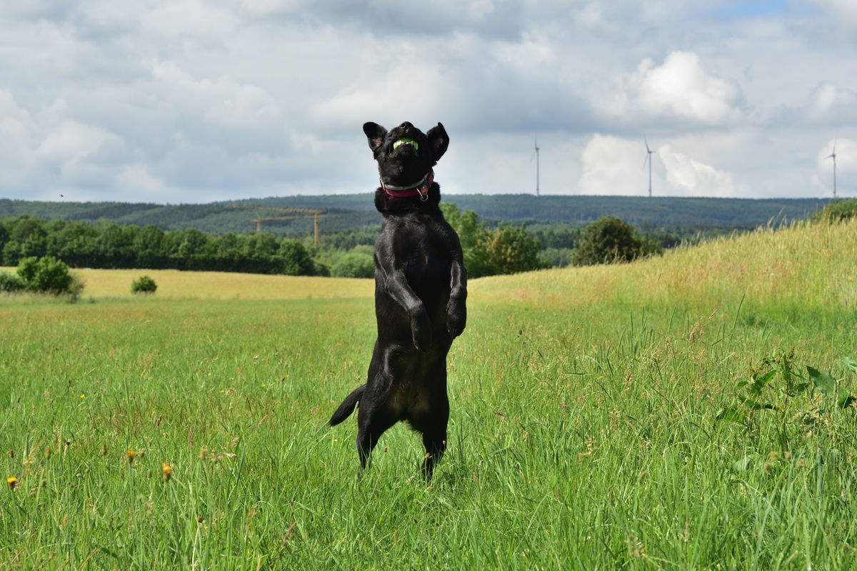 Hunde 02
