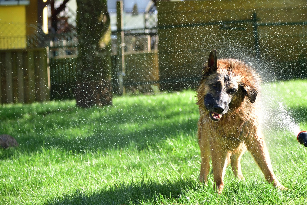 Hunde 04