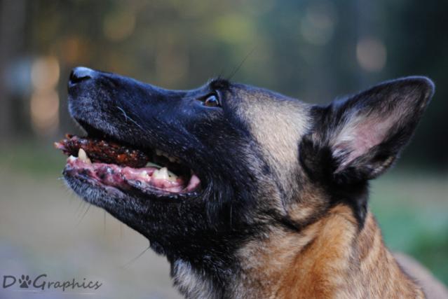 hunde allerlei 004