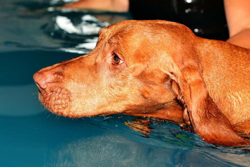 Hunde fitterdog 005