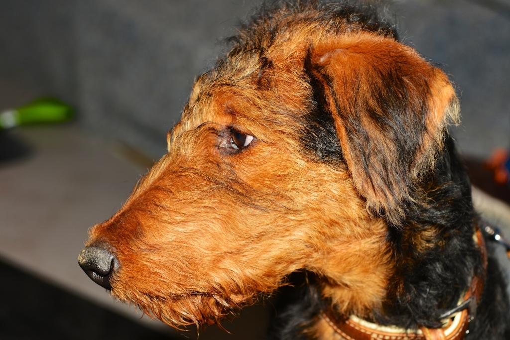 Hunde fitterdog 007