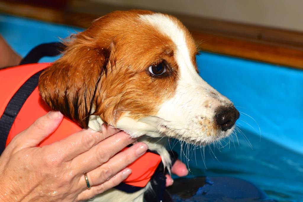 Hunde fitterdog 008