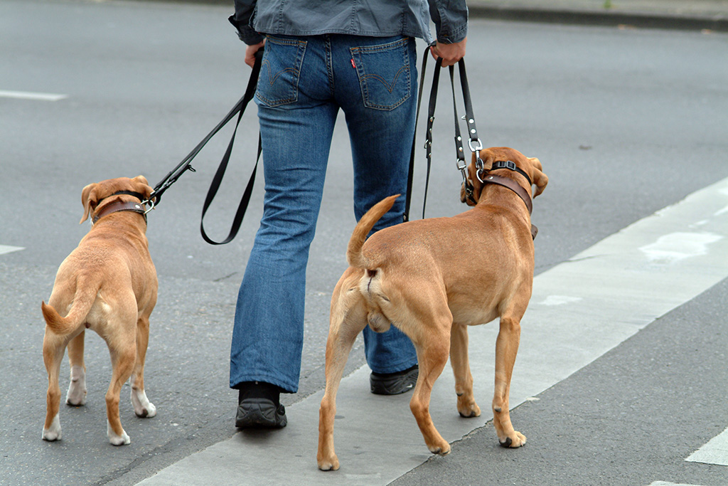 Hunde, Hundeleine Stadt