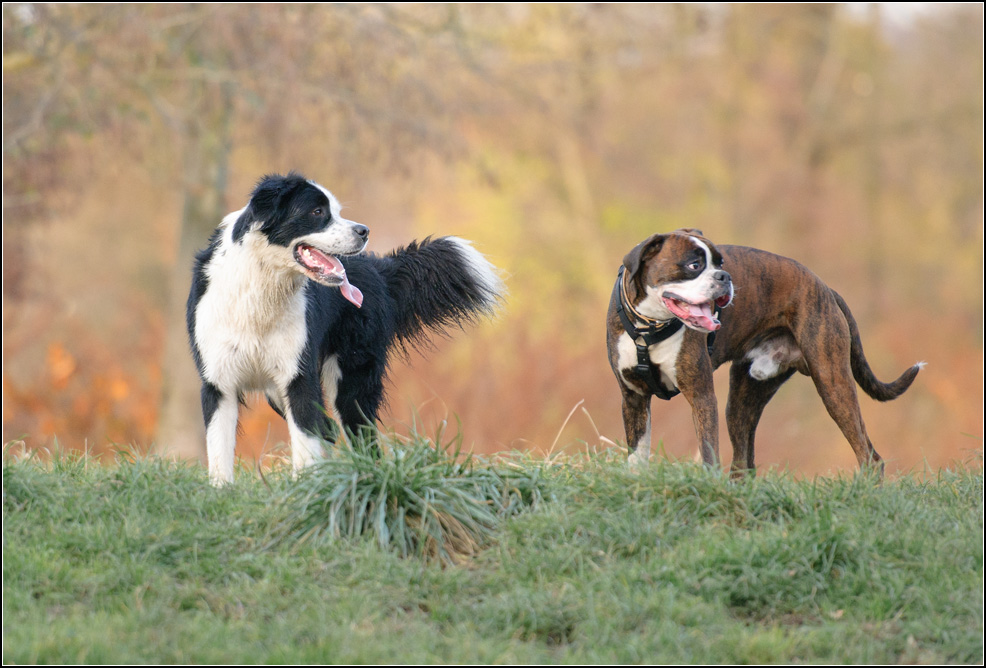 Hunde im Herbst