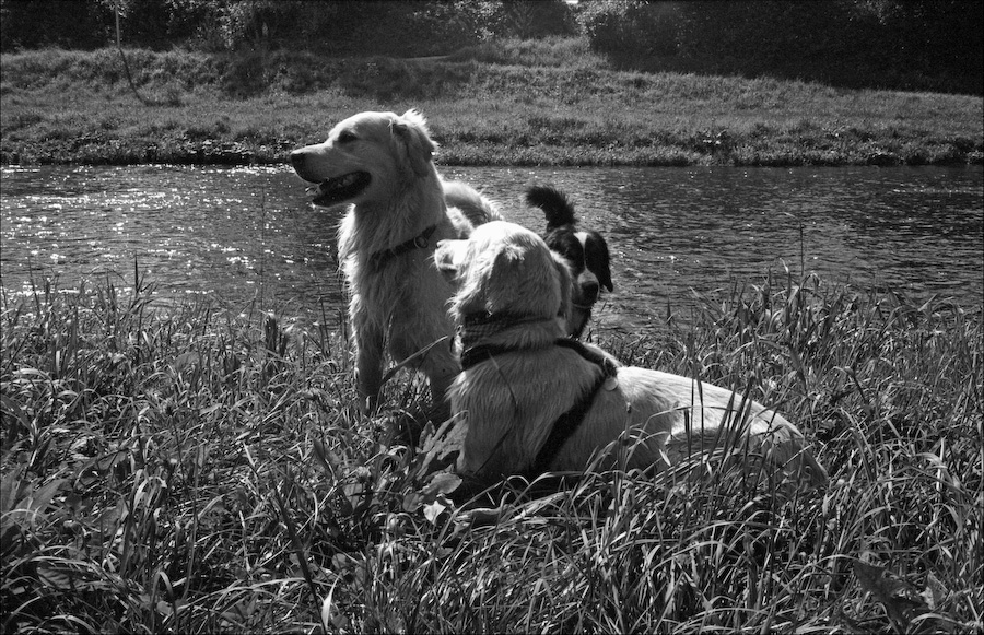 hunde Kopie