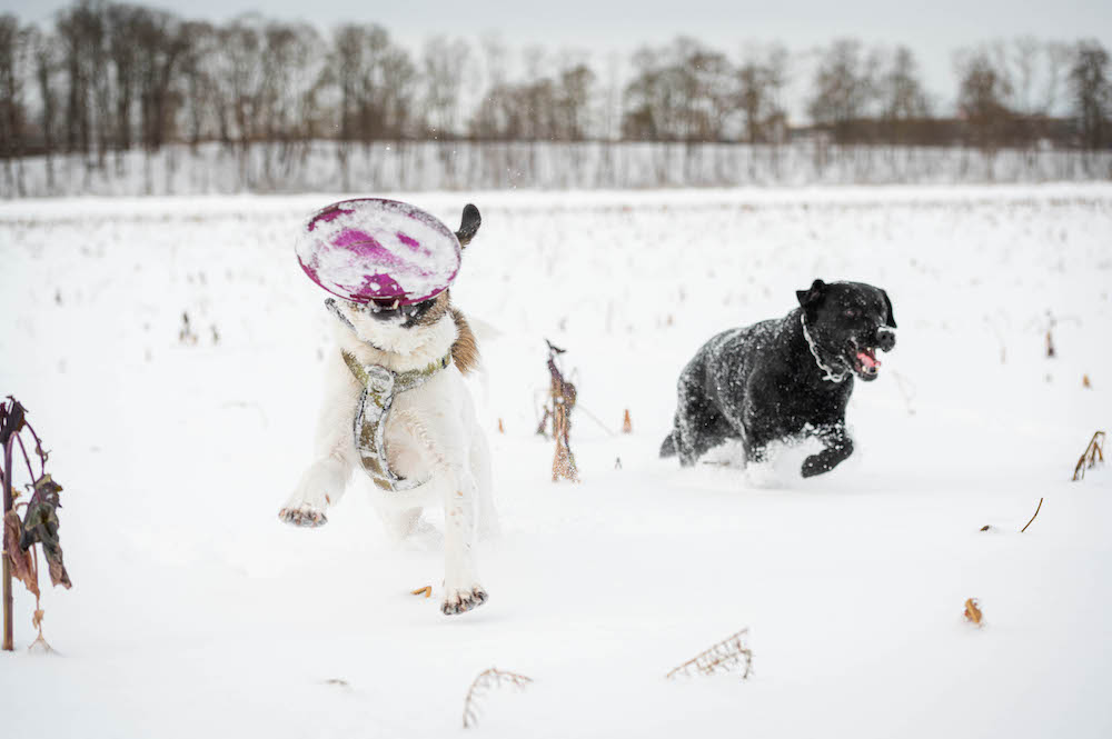 Hunde, Schnee und Frisbee