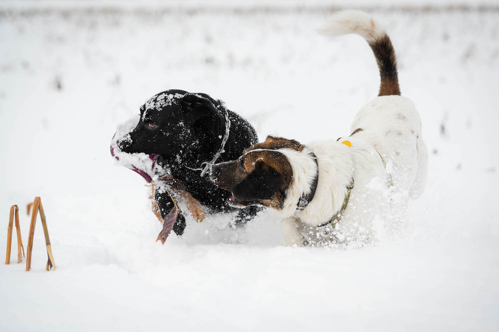Hunde, Schnee und Frisbee