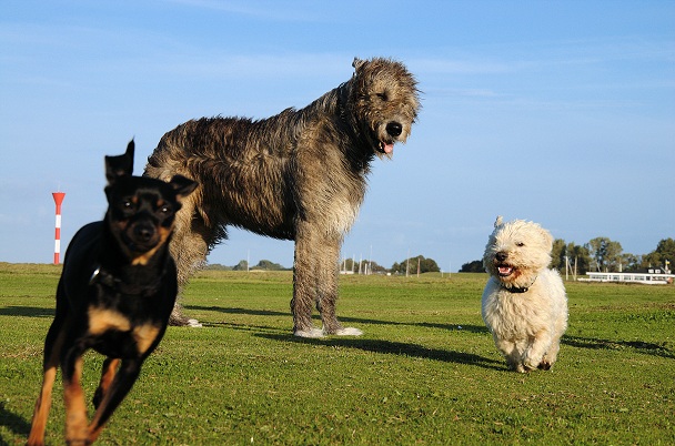 Hunde-Trio auf 12 Pfoten