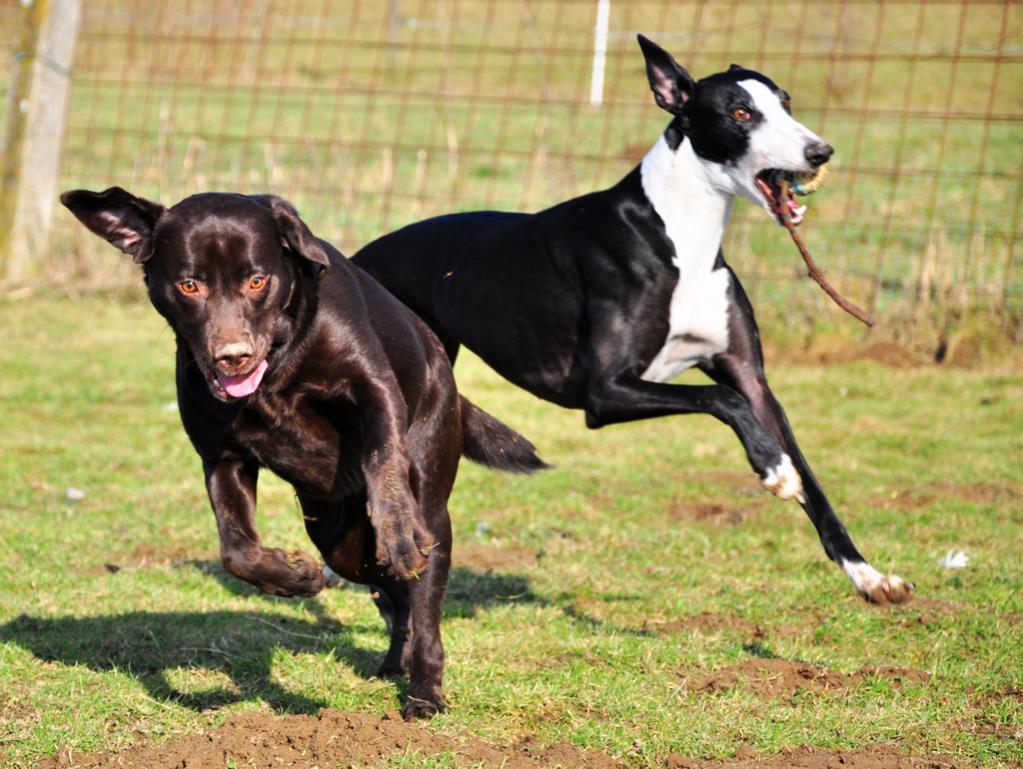 hunde