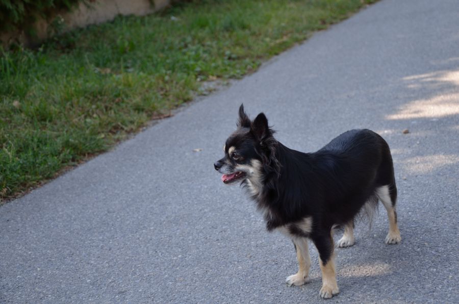 Hunde