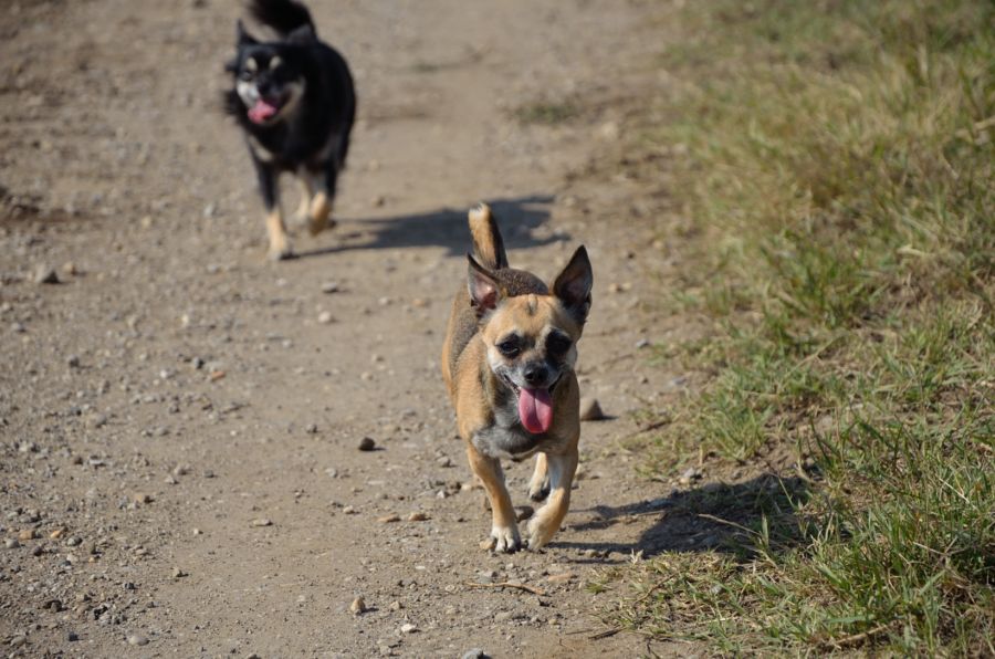 Hunde
