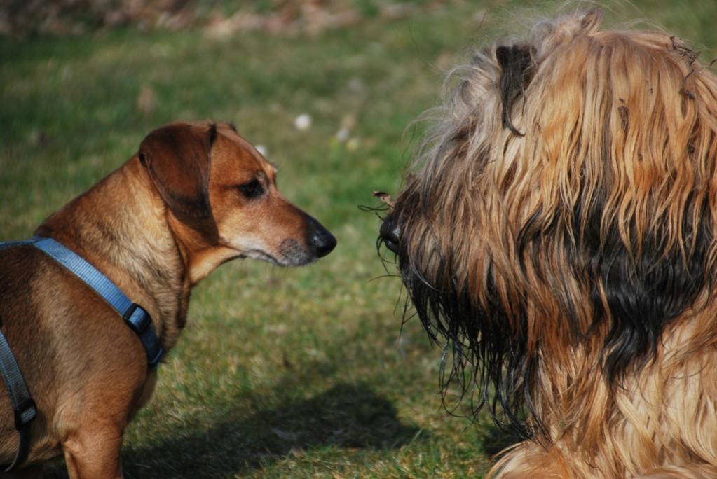 Hundebegegnung