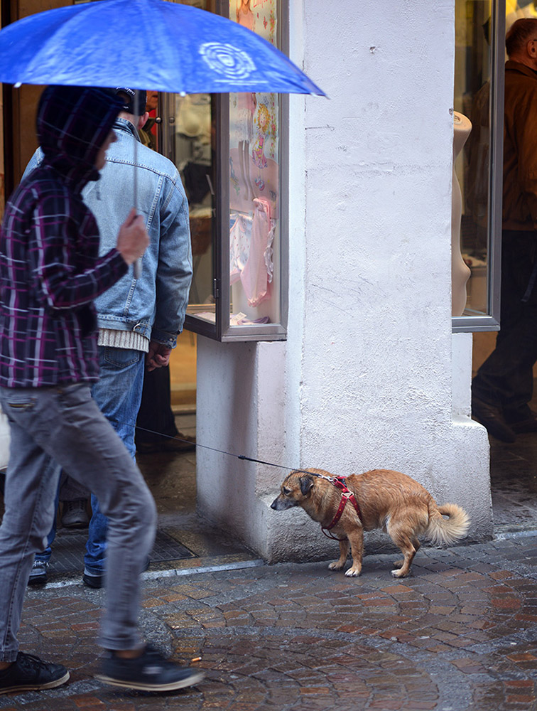 Hundebesitzer 3 (2)