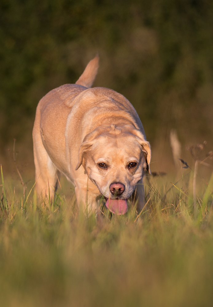 hundeherbst3