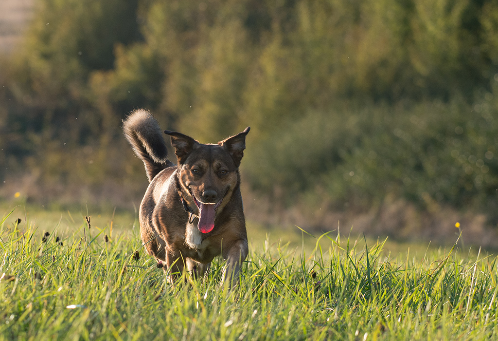 hundeherbst4