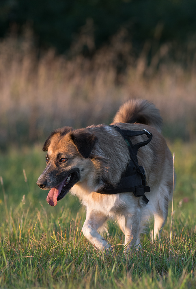 hundeherbst6