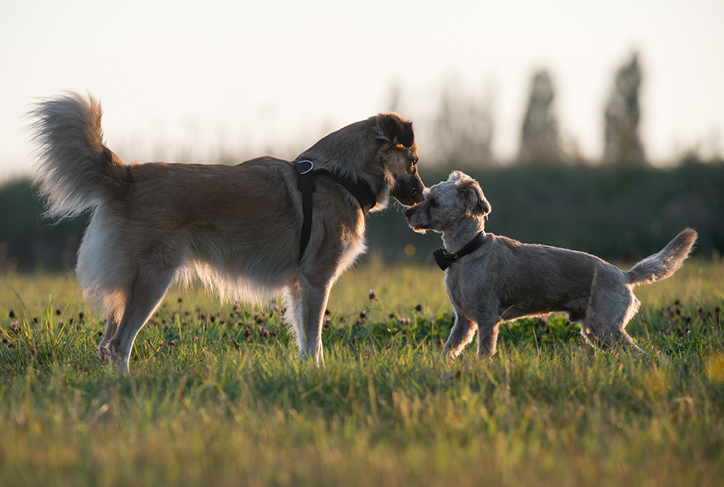 hundeherbst7