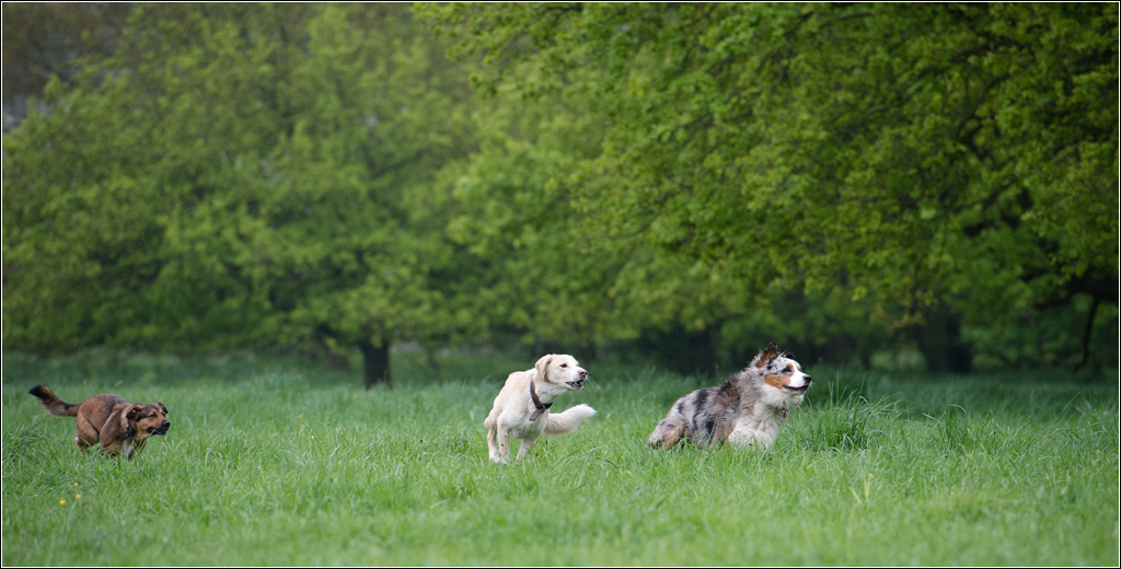 Hundepanorama