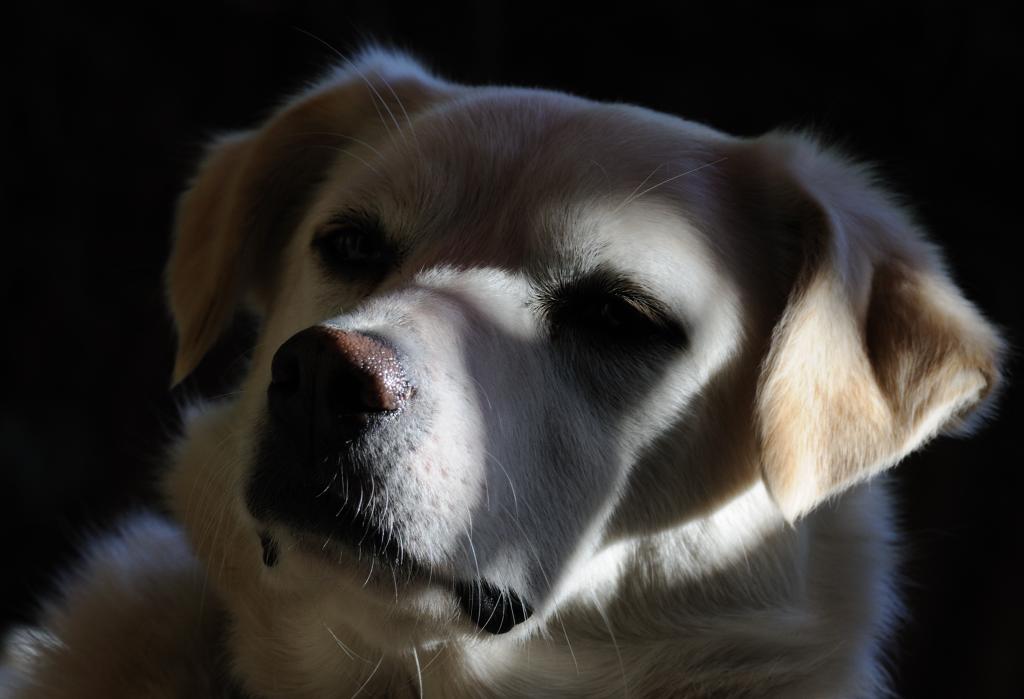 hundeportrait 2