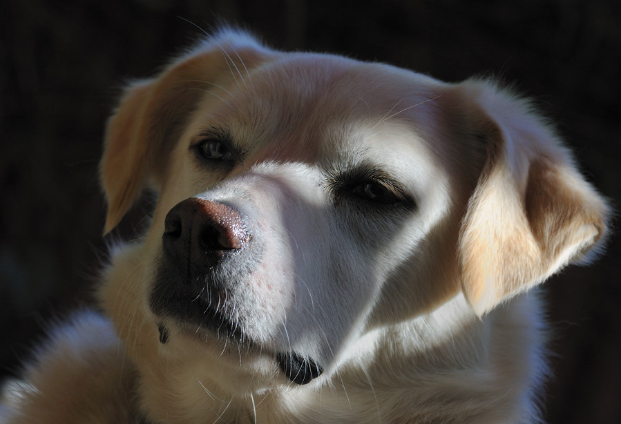 hundeportrait