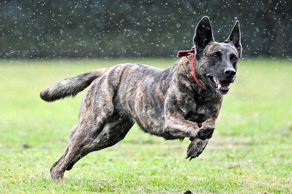 Hunderennen im Regen