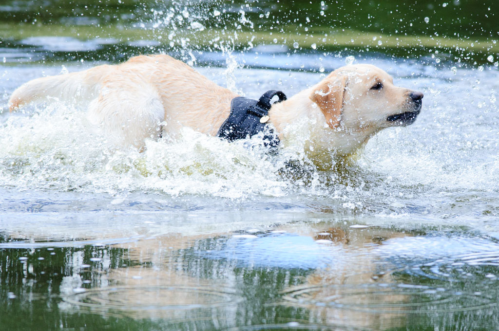 Hundestreit 01