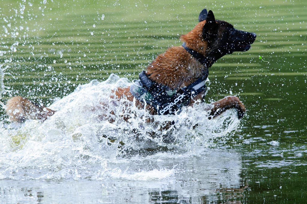Hundestreit 02