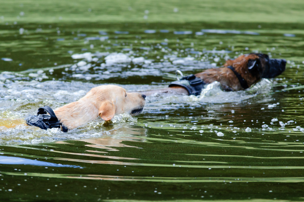 Hundestreit 03