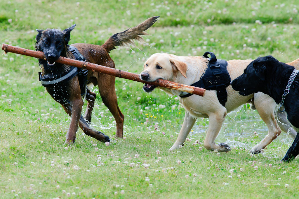 Hundestreit 05